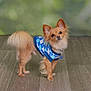 Bailey is registered to the contest to win money with this photo: animal, argyle_pattern, blue, clothing, collar, cute, dog, ears, floor, fur, indoor, looking, pet, portrait, puppy, small_dog, standing, sweater, tail, wooden_floor