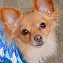 Bailey is registered to the contest to win money with this photo: adorable, animal, argyle_pattern, blue_sweater, brown_eyes, charming, close_up, collar, cute, dog, domestic, ears, fluffy, friendly, fur, indoor, looking_up, pet, portrait, small_dog