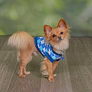 Bailey joined the competition — help win amazing prizes! animal, argyle_pattern, blue, clothing, collar, cute, dog, ears, floor, fur, indoor, looking, pet, portrait, puppy, small_dog, standing, sweater, tail, wooden_floor