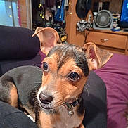 Daphne joined the competition — help win amazing prizes! dog, puppy, ears, collar, indoor, cushion, black, brown, white, fur, pet, face, closeup, alert, cozy, room, fan, clothing, hat, lights