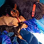 Daphne is registered to the contest to win money with this photo: animal, black, blanket, brown, collar, comfort, cozy, cute, dog, fur, indoor, napping, pets, pile, puppy, relaxation, resting, sleeping, small, snuggling