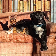 Daphne joined the competition — help win amazing prizes! alert, animal, black_dog, brown_dog, calm, collar, couch, crossed_paws, daylight, dog, fence, metal_fence, outdoor, pet, pink_couch, relaxing, resting, shadow, sunlight, two_dogs