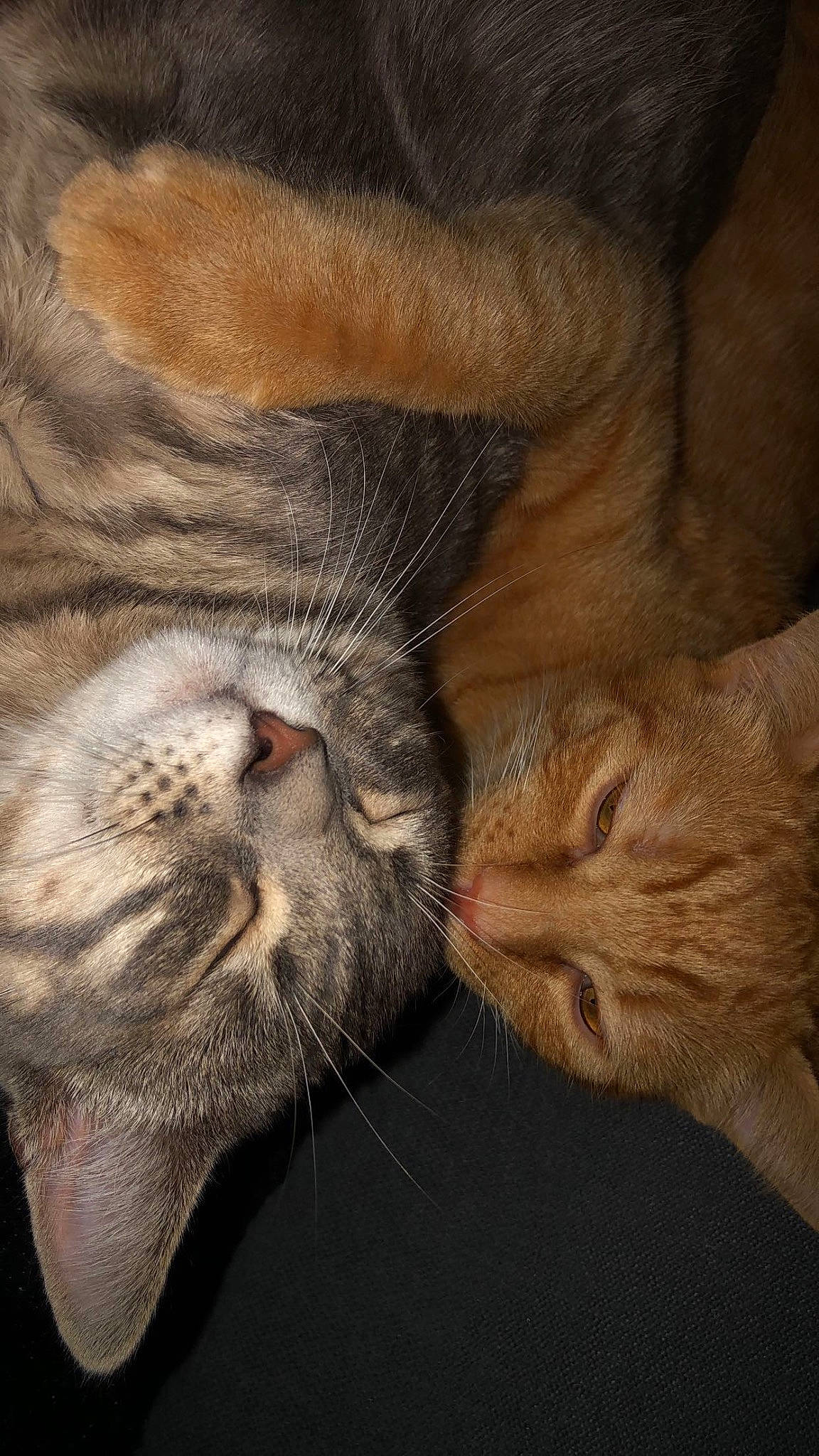 Baloo participe au concours pour gagner de l'argent avec cette photo : carnivore, cat, claw, close_up, comfort, domestic_short_haired_cat, fawn, felidae, foot, fur, gesture, leg, mammal, paw, small_to_medium_sized_cats, tail, vertebrate, whiskers, wildlife, wood