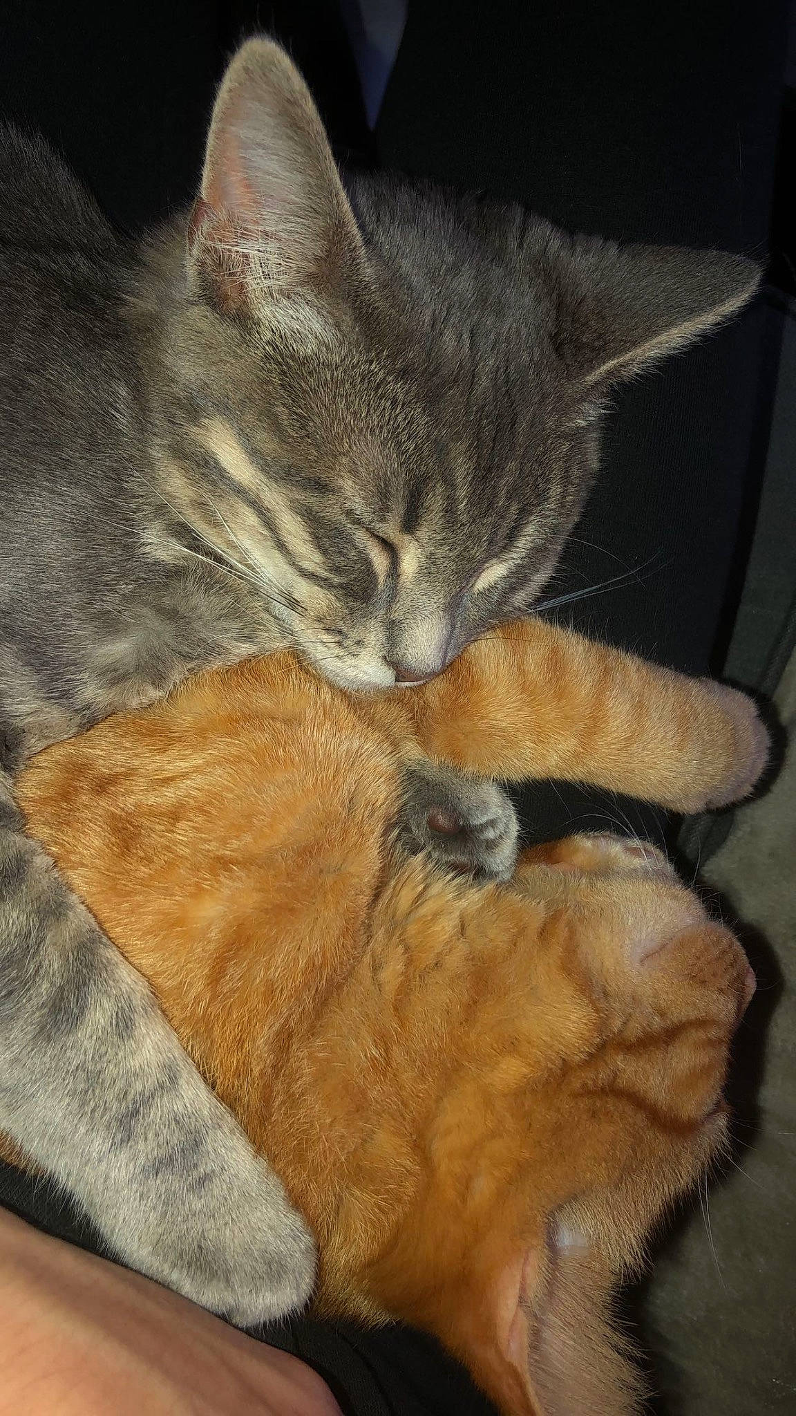 Baloo participe au concours pour gagner de l'argent avec cette photo : carnivore, cat, claw, comfort, domestic_short_haired_cat, fawn, felidae, fur, gesture, leg, mammal, nap, paw, small_to_medium_sized_cats, snout, tail, vertebrate, whiskers, wildlife, wood