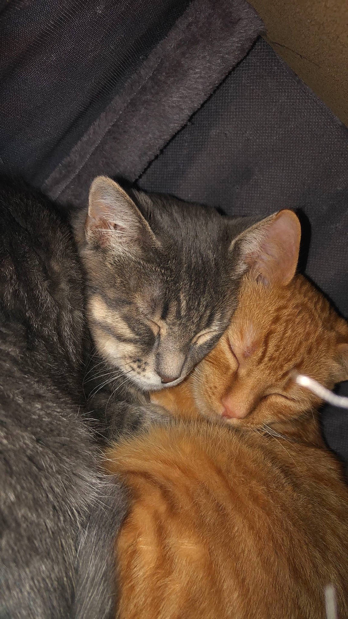 Baloo a rejoint le concours — aidez-le/la à gagner de superbes lots ! carnivore, cat, claw, comfort, domestic_short_haired_cat, ear, fawn, felidae, fur, nap, paw, sitting, sleep, small_to_medium_sized_cats, snout, tail, terrestrial_animal, whiskers, wildlife