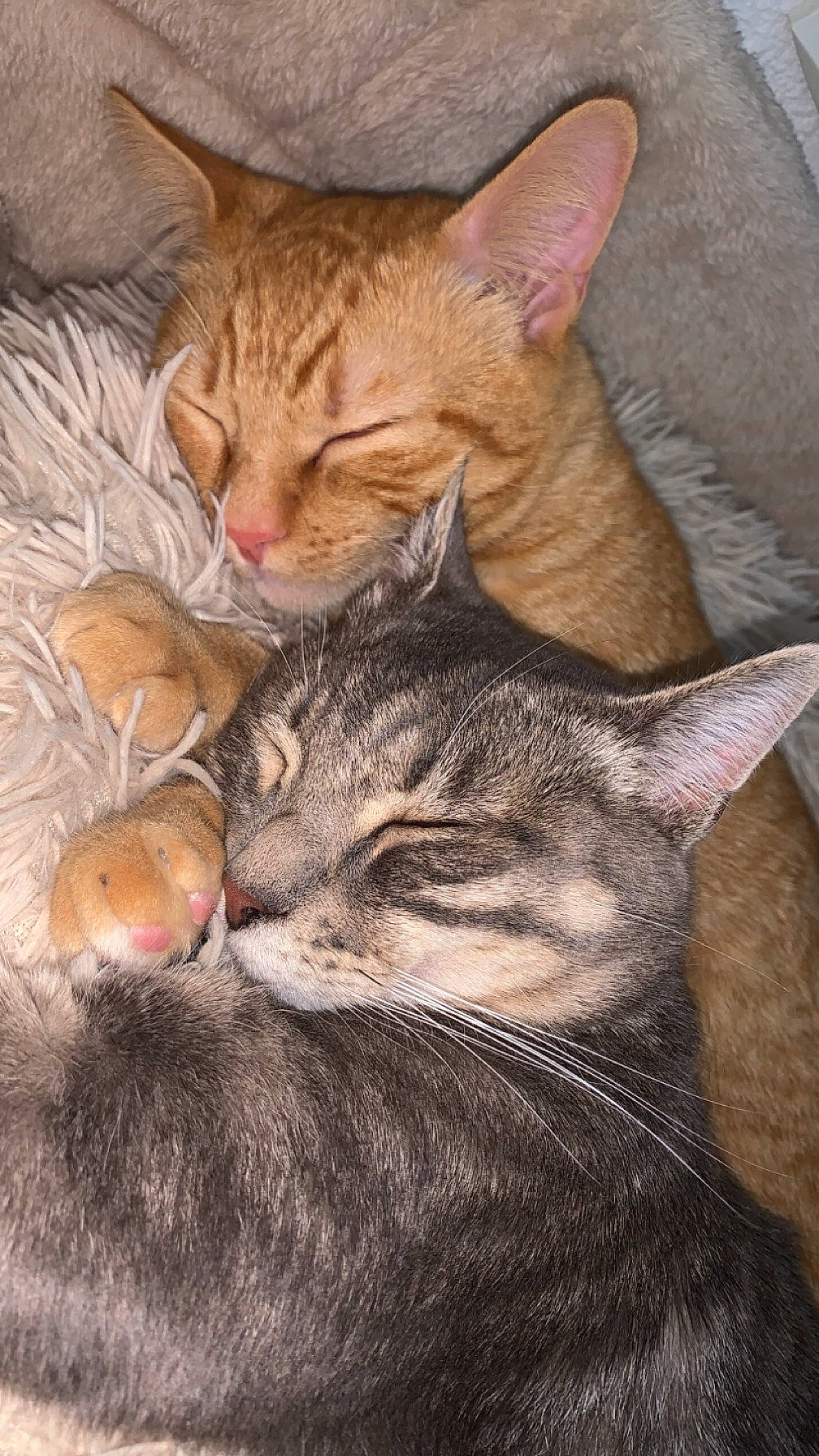 Koba a rejoint le concours — aidez-le/la à gagner de superbes lots ! art, carnivore, cat, claw, comfort, domestic_short_haired_cat, ear, fawn, felidae, fur, nap, paw, photo_caption, sleep, small_to_medium_sized_cats, snout, tail, terrestrial_animal, whiskers, wildlife