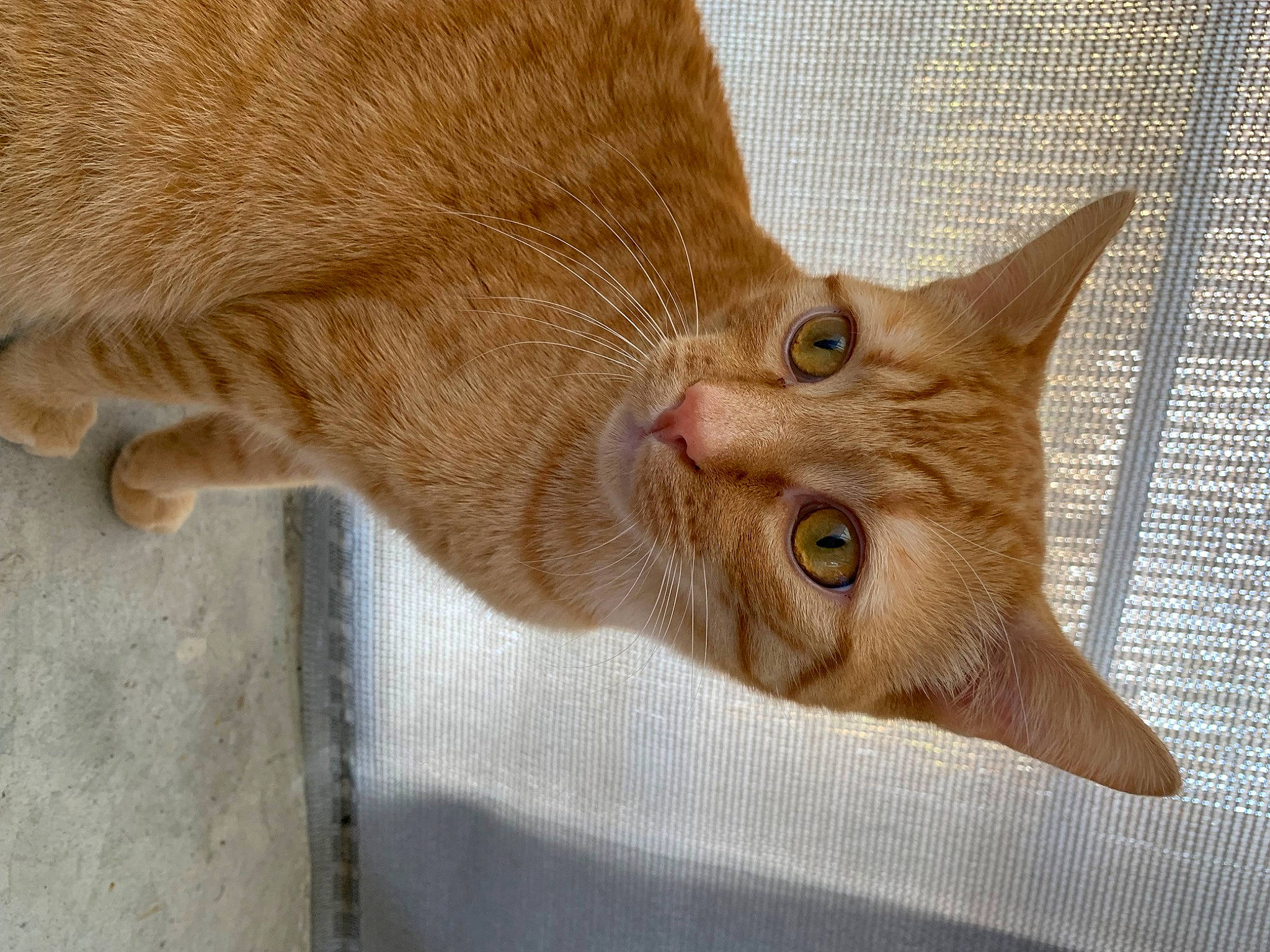 Koba participe au concours pour gagner de l'argent avec cette photo : carnivore, cat, cat_supply, claw, domestic_short_haired_cat, ear, fawn, felidae, fur, gesture, paw, small_to_medium_sized_cats, snout, tail, terrestrial_animal, whiskers, window, wood, wrinkle