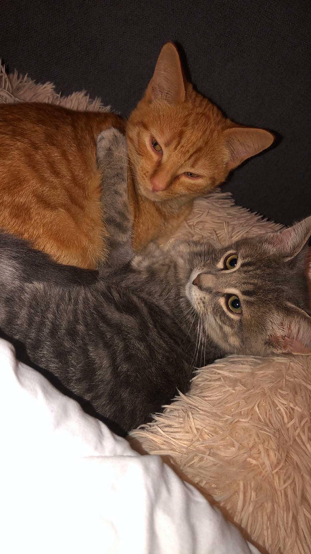 Koba participe au concours pour gagner de l'argent avec cette photo : carnivore, cat, cat_bed, claw, comfort, domestic_short_haired_cat, ear, fawn, felidae, fur, gesture, nap, paw, small_to_medium_sized_cats, snout, tail, whiskers