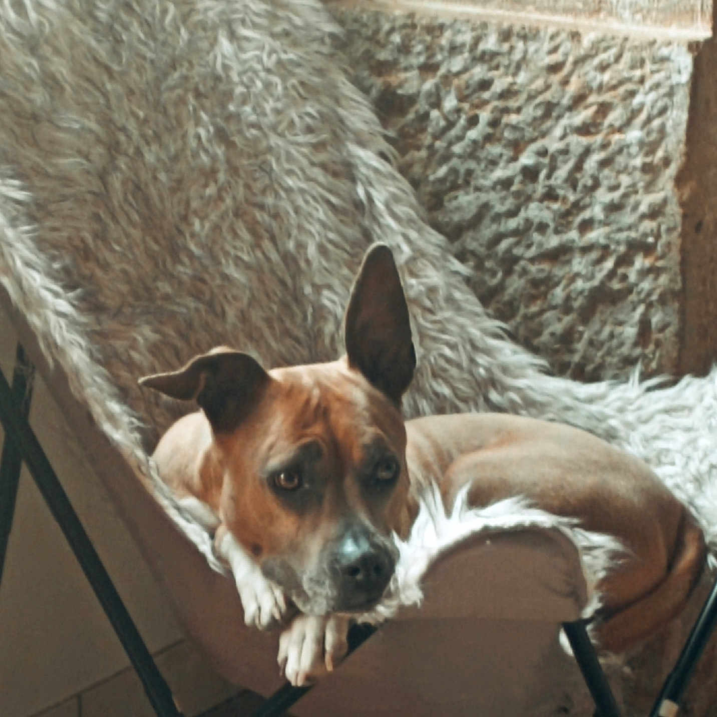 Nephel participe au concours pour gagner de l'argent avec cette photo : animal, armchair, boxer, bulldog, canine, chair, dog, furniture, hammock, hound, person, pet, pitbull, puppy, sleeping