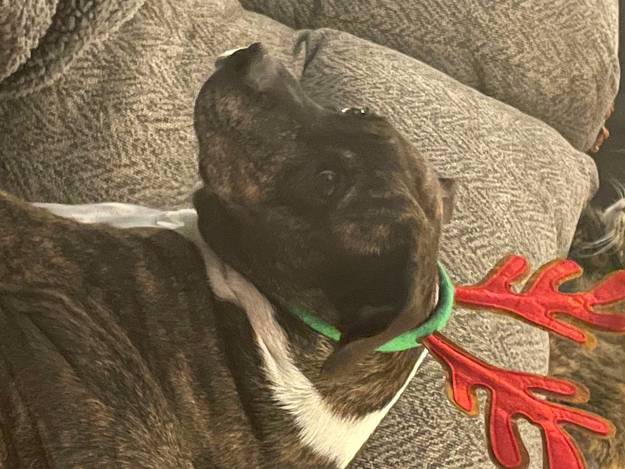 Brie is registered to the contest to win money with this photo: carmine, carnivore, comfort, companion_dog, dog, dog_breed, fawn, felidae, foot, grass, grey, human_leg, mammal, tail, terrestrial_animal, vertebrate, whiskers, wood, working_animal, wrinkle