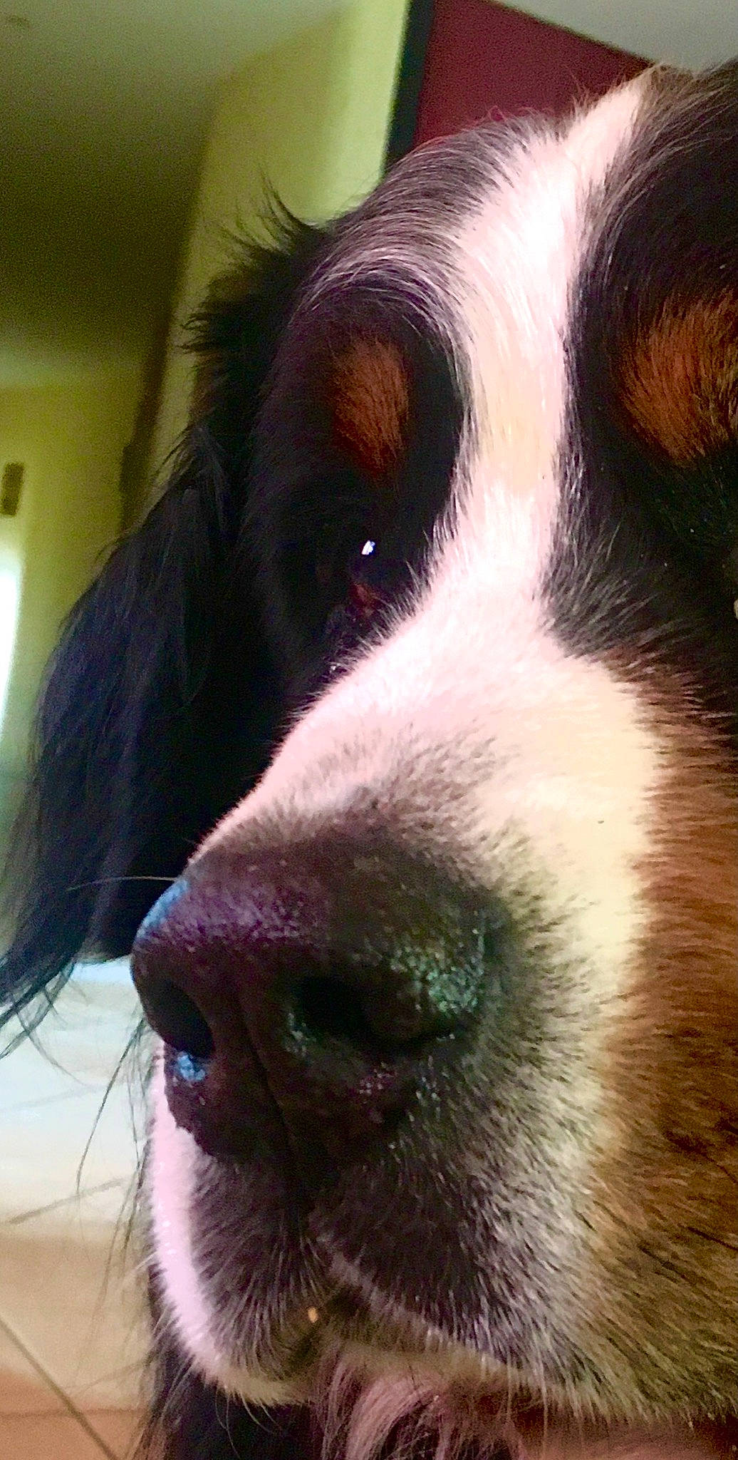 Fifty participe au concours pour gagner de l'argent avec cette photo : bernese_mountain_dog, canidae, carnivore, close_up, companion_dog, dog, dog_breed, ear, fur, head, herding_dog, iris, liver, snout, sporting_group, whiskers, working_animal, working_dog