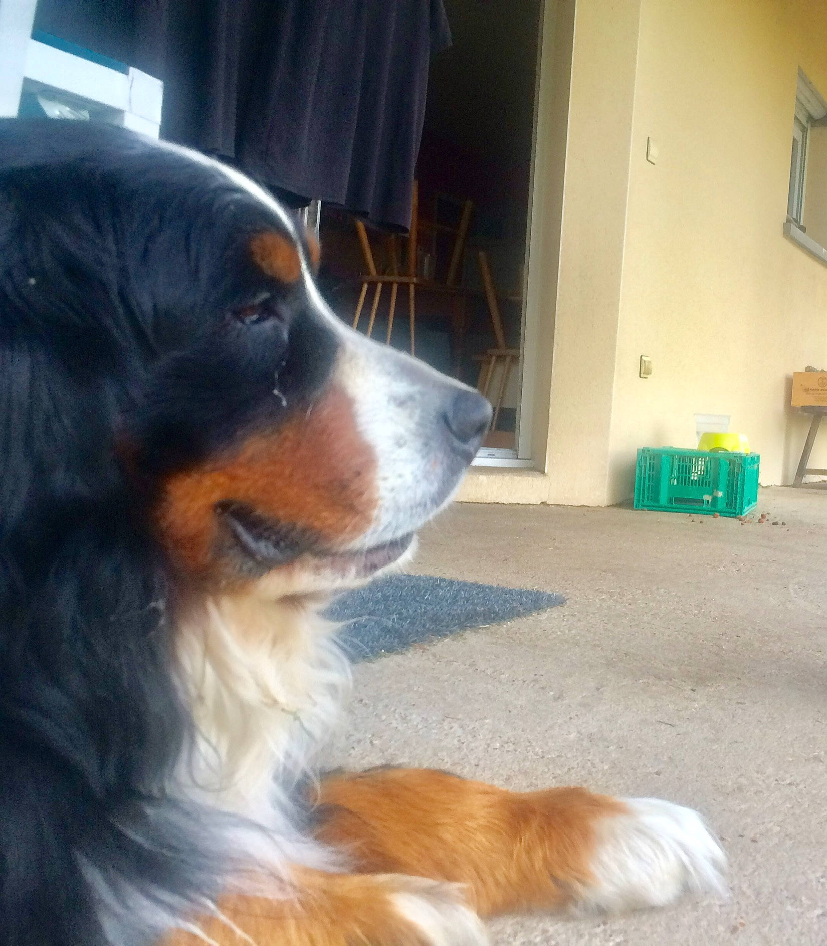 Fifty participe au concours pour gagner de l'argent avec cette photo : bernese_mountain_dog, canidae, carnivore, companion_dog, dog, dog_breed, door, flooring, fur, herding_dog, mammal, paw, plant, snout, sporting_group, terrestrial_animal, whiskers, working_animal, working_dog