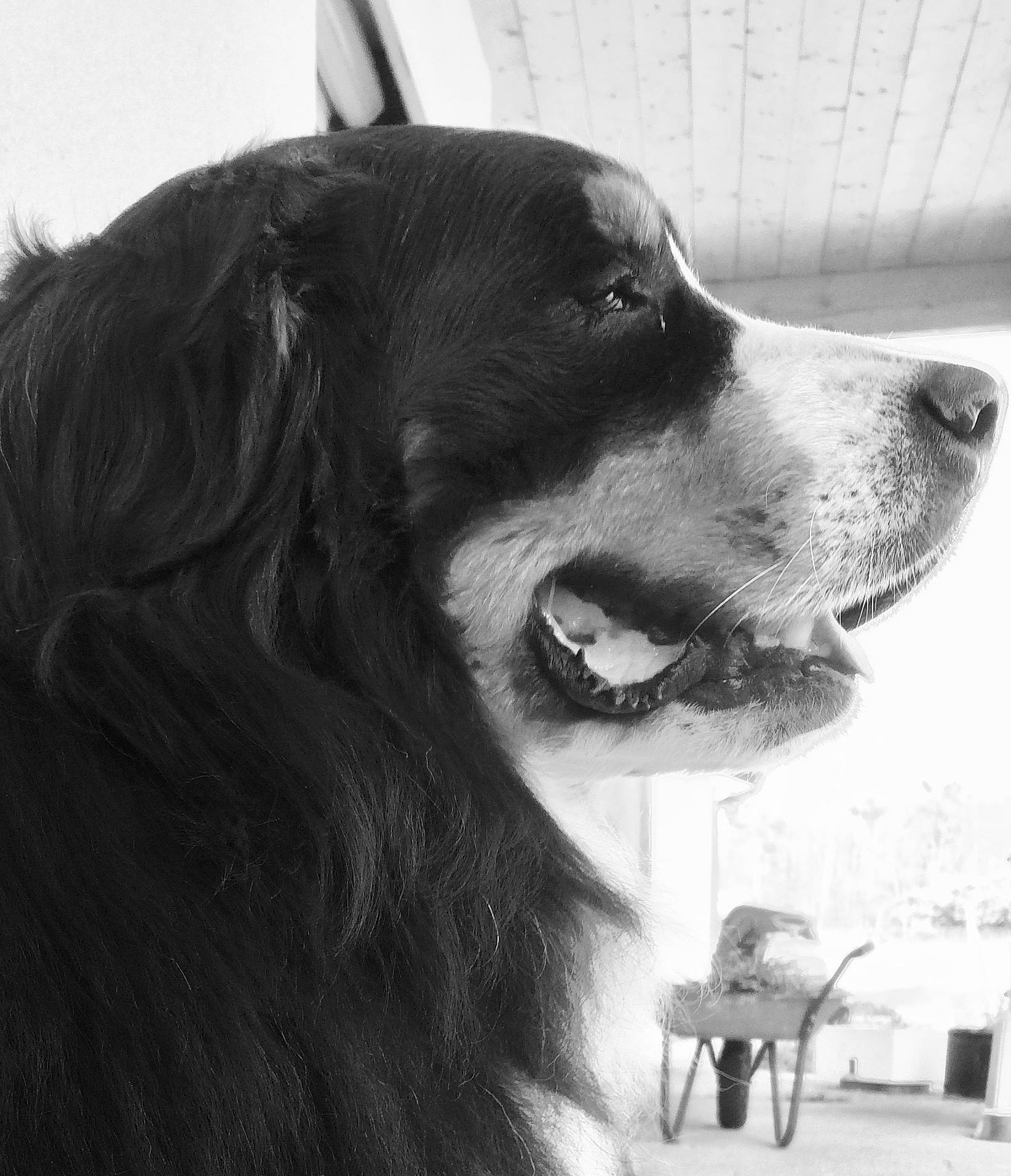 Fifty a rejoint le concours — aidez-le/la à gagner de superbes lots ! black_and_white, canidae, carnivore, companion_dog, dog, dog_breed, fur, giant_dog_breed, jaw, monochrome, monochrome_photography, snout, sporting_group, style, terrestrial_animal, tints_and_shades, whiskers, white, working_animal, working_dog