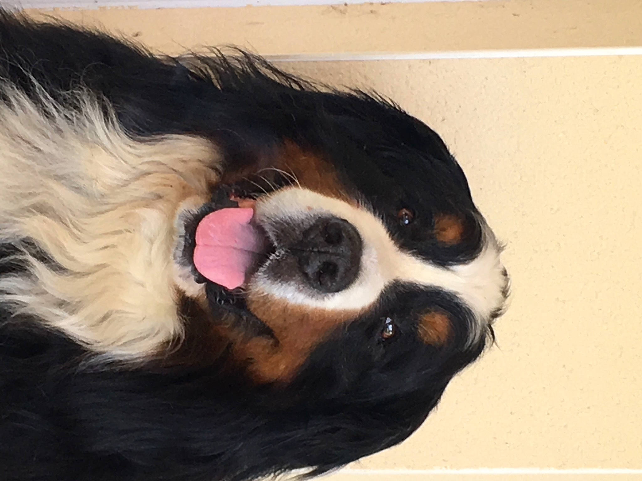 Fifty participe au concours pour gagner de l'argent avec cette photo : art, canidae, carnivore, companion_dog, dog, dog_breed, ear, eyelash, fur, jaw, paw, snout, sporting_group, tail, terrestrial_animal, tints_and_shades, visual_arts, whiskers, window, working_animal