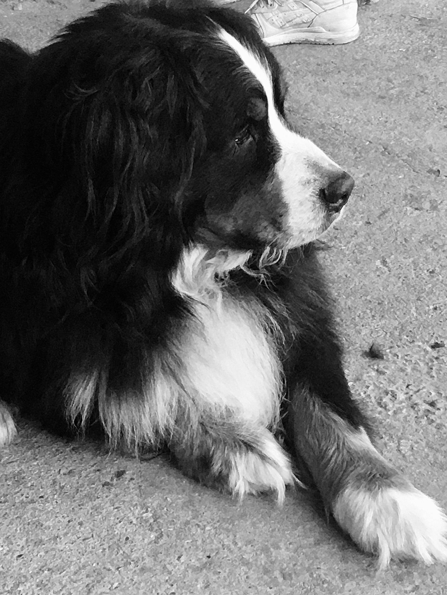 Fifty a rejoint le concours — aidez-le/la à gagner de superbes lots ! black_and_white, bored, canidae, carnivore, companion_dog, dog, dog_breed, fur, gun_dog, monochrome, monochrome_photography, photography, snout, sporting_group, style, terrestrial_animal, whiskers, working_dog