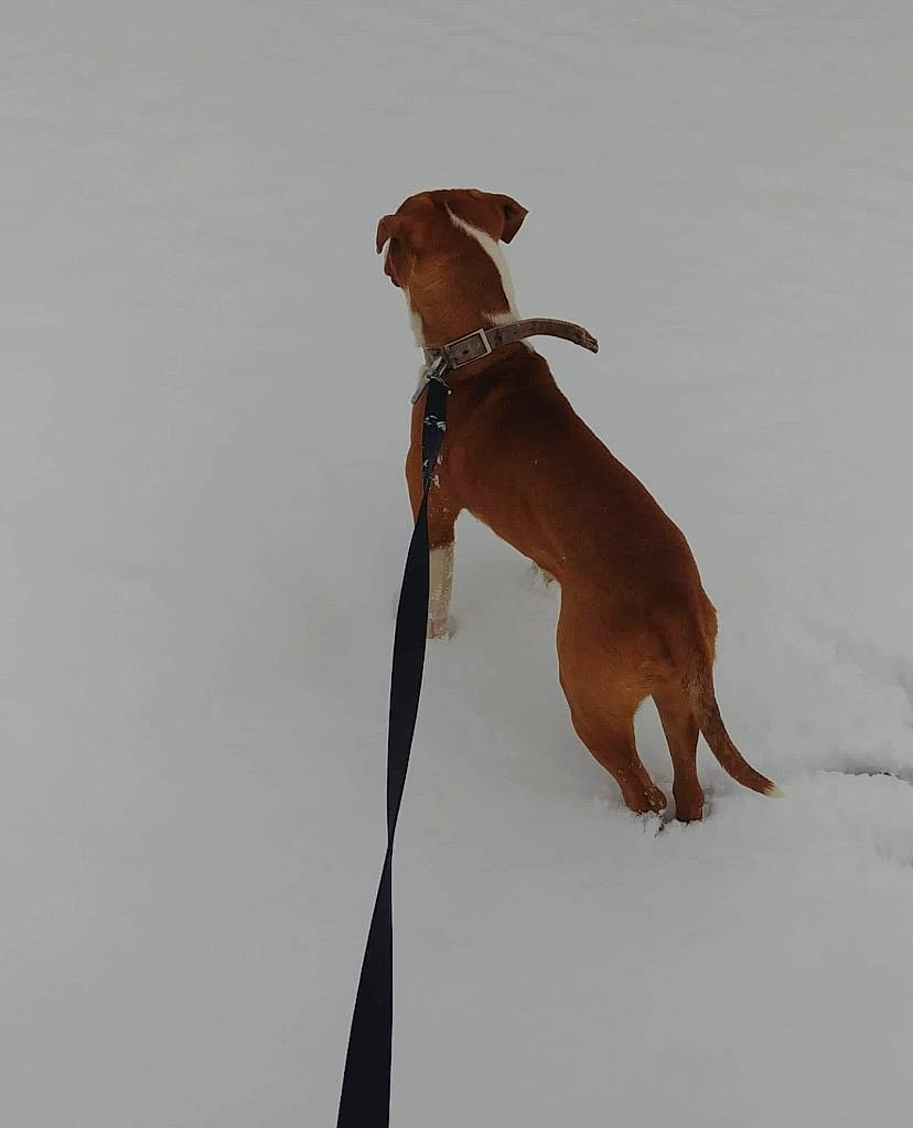 Georgia is registered to the contest to win money with this photo: canidae, carnivore, collar, companion_dog, dog, dog_breed, dog_collar, dog_supply, fawn, hound, human_leg, hunting_dog, paw, pet_supply, sporting_group, tail, working_animal, working_dog