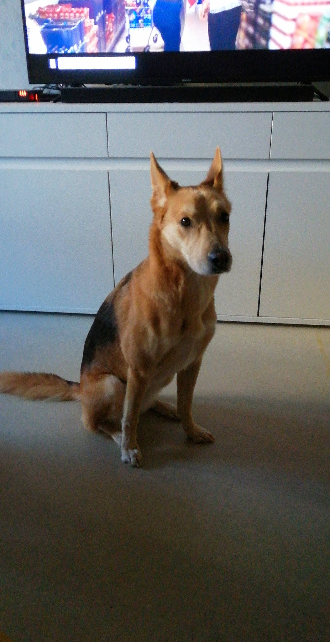 Aby participe au concours pour gagner de l'argent avec cette photo : cabinetry, canidae, carnivore, collar, companion_dog, dog, dog_breed, dog_supply, fawn, floor, flooring, fur, paw, snout, sporting_group, tail, terrestrial_animal, whiskers, wood, working_animal