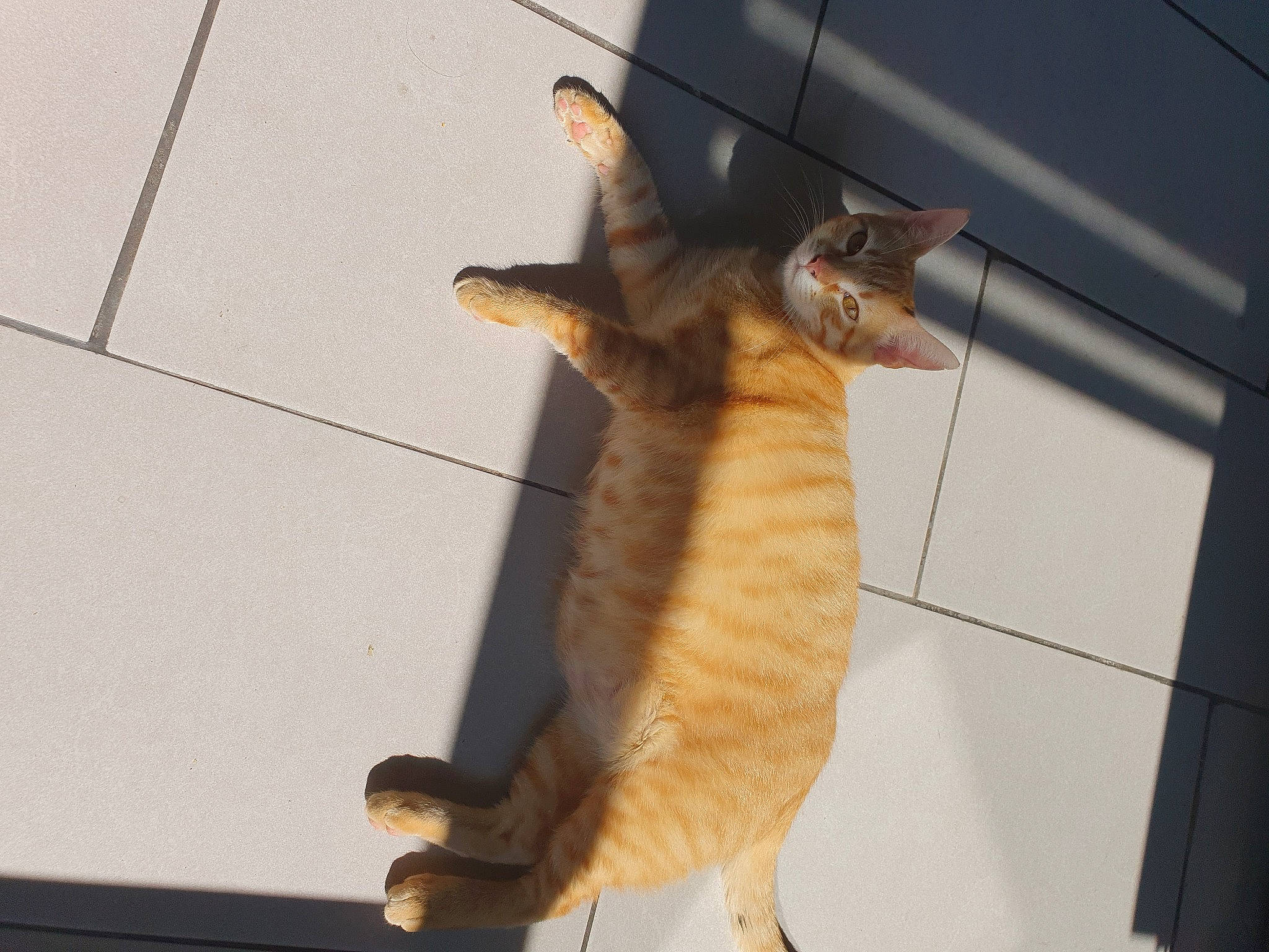 Fanta a rejoint le concours — aidez-le/la à gagner de superbes lots ! aegean_cat, asian, carnivore, cat, chausie, claw, domestic_short_haired_cat, european_shorthair, fawn, felidae, fur, german_rex, ocicat, organism, small_to_medium_sized_cats, snapshot, snout, tabby_cat, tail, whiskers