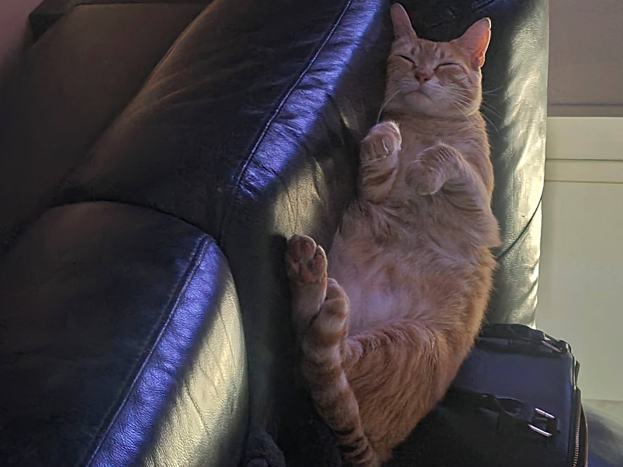 Fanta participe au concours pour gagner de l'argent avec cette photo : armrest, bag, car_seat, carnivore, cat, comfort, couch, domestic_short_haired_cat, electric_blue, fawn, felidae, human_leg, linens, luggage_and_bags, pillow, purple, small_to_medium_sized_cats, tail, throw_pillow, whiskers