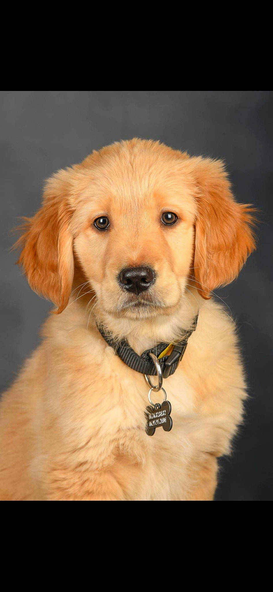 Usko a rejoint le concours — aidez-le/la à gagner de superbes lots ! belt, canidae, carnivore, collar, companion_dog, dog, dog_breed, dog_collar, fawn, fur, snout, sporting_group, whiskers, wood