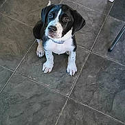 Athena joined the competition — help win amazing prizes! puppy, dog, black_and_white, sitting, floor, tile, indoor, pet, animal, cute, young_dog, collar, looking_up, small_dog, adorable, companion, canine, domestic_animal, fur, paw