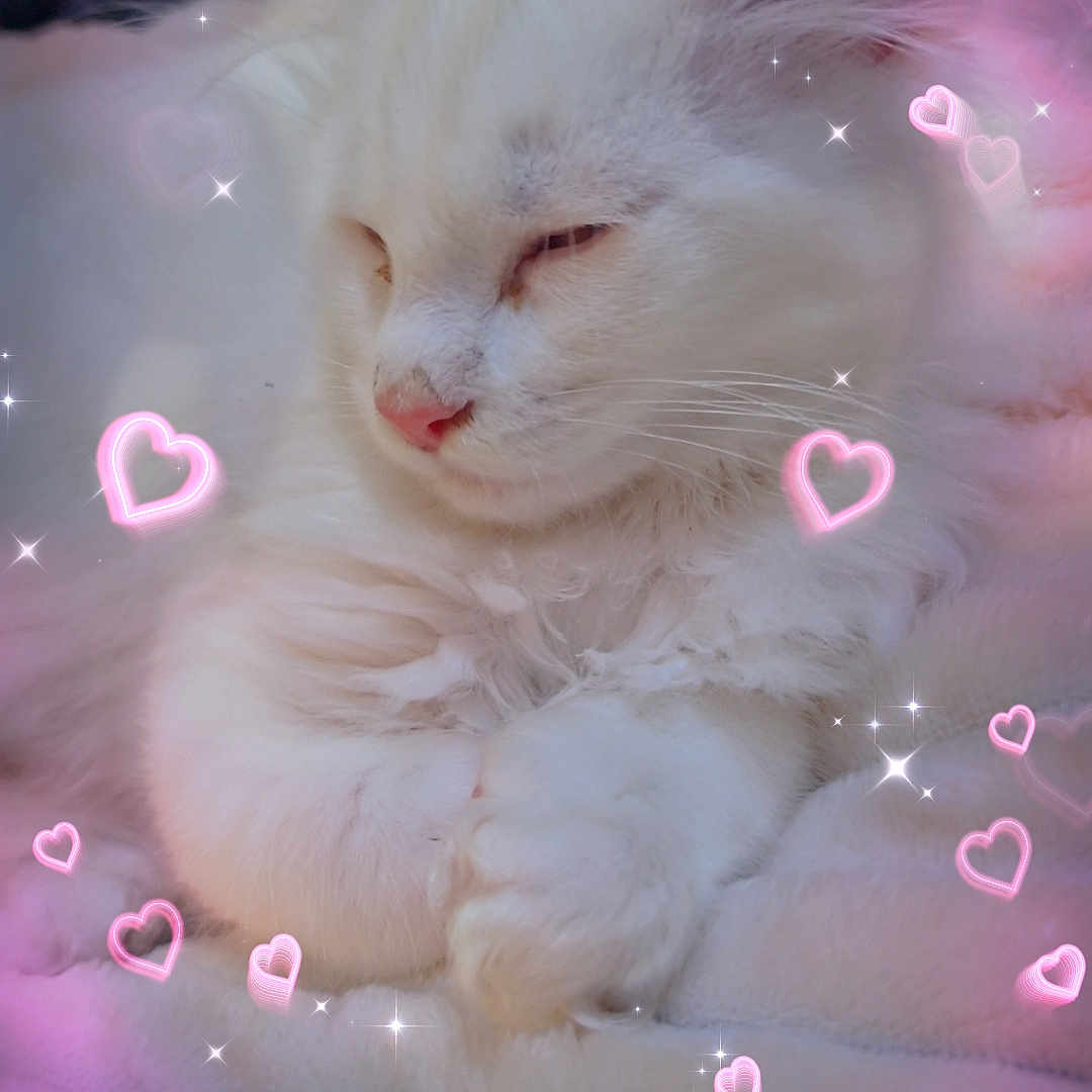 Ghost joined the competition — help win amazing prizes! abyssinian, accessories, angora, animal, bodypart, bubble, cat, confetti, fireworks, glitter, kitten, light, lighting, manx, mouth, pattern, person, pet, siamese, sphere