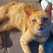 Tonchi joined the competition — help win amazing prizes! cat, ginger_cat, animal, pet, outdoor, sunlight, concrete, sidewalk, whiskers, ears, fur, closeup, relaxed, curious, face, paw, shadow, paper, urban, daylight