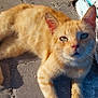 cat, ginger_cat, animal, pet, outdoor, sunlight, concrete, sidewalk, whiskers, ears, fur, closeup, relaxed, curious, face, paw, shadow, paper, urban, daylight