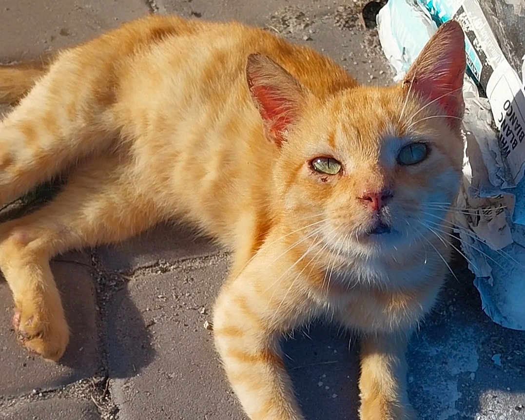 Tonchi joined the competition — help win amazing prizes! cat, ginger_cat, animal, pet, outdoor, sunlight, concrete, sidewalk, whiskers, ears, fur, closeup, relaxed, curious, face, paw, shadow, paper, urban, daylight