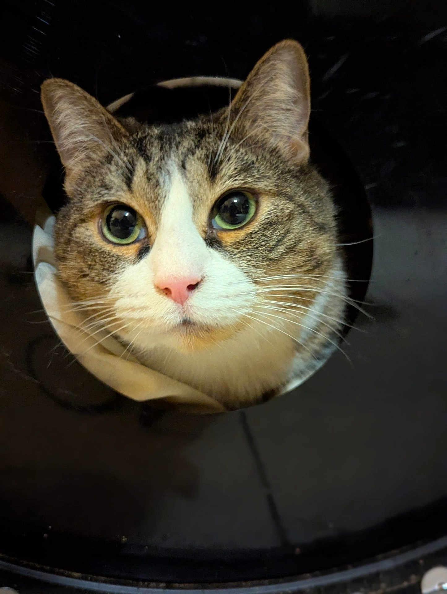 Sweety a rejoint le concours — aidez-le/la à gagner de superbes lots ! cat, tabby, face, whiskers, close_up, pink_nose, curious, animal, pet, portrait, cute, feline, indoor, looking_up, ears, eyes, soft_light, expression, fur, background
