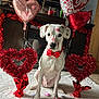 Bolt joined the competition — help win amazing prizes! adorable, carpet, celebration, cute_pet, decor, dog, felt_hearts, festive, heart_balloons, heart_decorations, holiday_theme, indoor, lipstick_kisses, love, pet_portrait, red_bow_tie, sitting, tinsel_hearts, valentines_day, white_dog