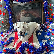 Bolt is registered to the contest to win money with this photo: american_flag, animal, bow_tie, celebration, cozy, decorations, dog, festive, fireplace, garland, holiday, home, indoor, laying_down, looking_at_camera, patriotic, pet, red_white_blue, stars, white_dog