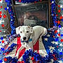 american_flag, animal, bow_tie, celebration, cozy, decorations, dog, festive, fireplace, garland, holiday, home, indoor, laying_down, looking_at_camera, patriotic, pet, red_white_blue, stars, white_dog