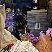 Babe joined the competition — help win amazing prizes! dog, french_bulldog, pet, indoor, purple_harness, toy, floor, rug, slippers, blanket, wooden_cabinet, person, legs, cozy, curious, black_dog, white_patch, living_room, vent, carpet