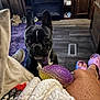 dog, french_bulldog, pet, indoor, purple_harness, toy, floor, rug, slippers, blanket, wooden_cabinet, person, legs, cozy, curious, black_dog, white_patch, living_room, vent, carpet