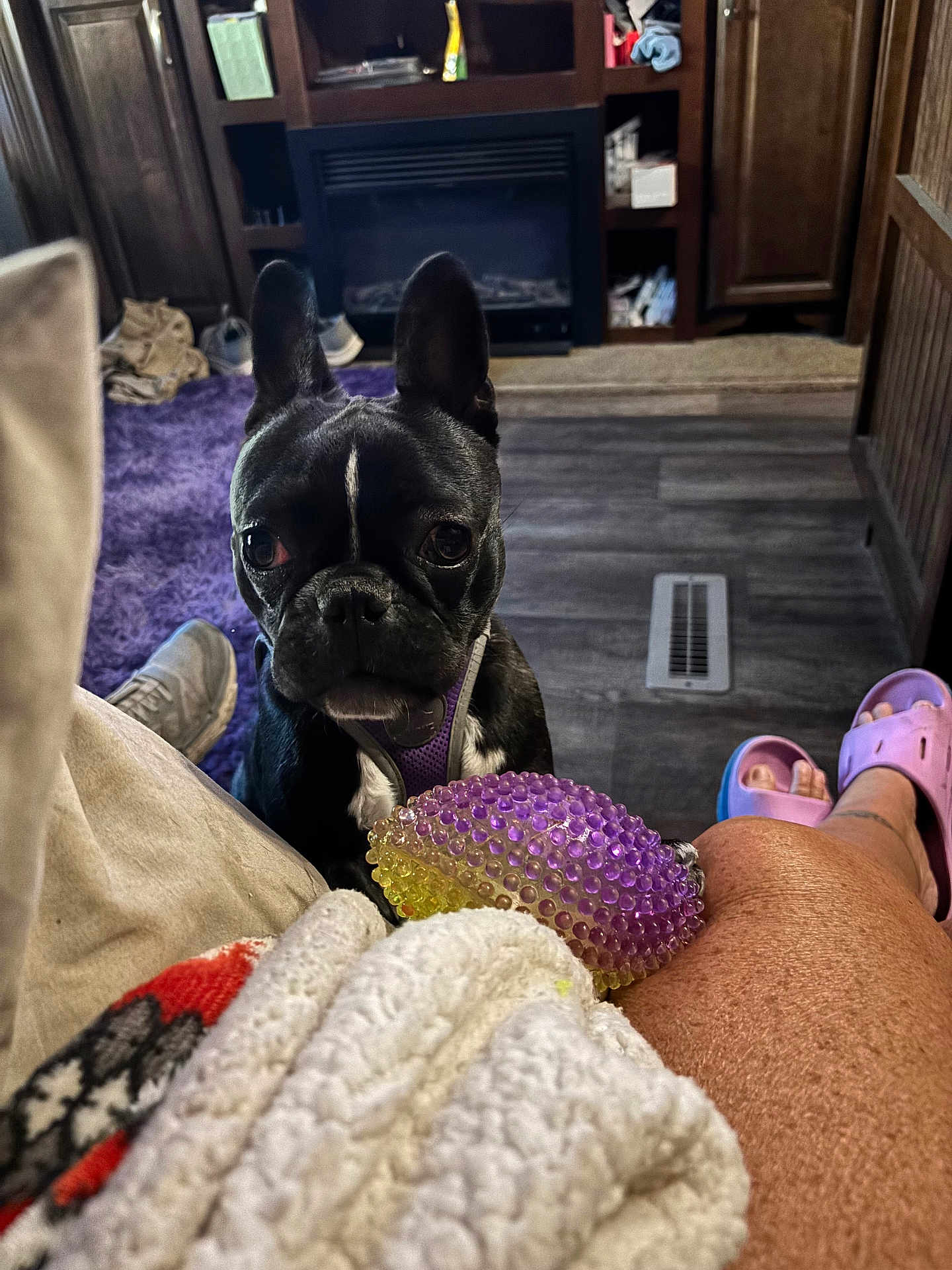 Babe joined the competition — help win amazing prizes! dog, french_bulldog, pet, indoor, purple_harness, toy, floor, rug, slippers, blanket, wooden_cabinet, person, legs, cozy, curious, black_dog, white_patch, living_room, vent, carpet