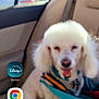 dog, poodle, car_interior, seat, leash, harness, window, blur, pet, animal, backseat, vehicle, white_dog, fur, collar, daylight, outside, road, technology, smartphone_screen