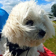 Scotty a rejoint le concours — aidez-le/la à gagner de superbes lots ! animal, being_held, close_up, clouds, collar, dog, fluffy, fur, grass, harness, long_hair, outdoor, park, pet, portrait, red_clothing, sky, small_dog, sunny, white_dog