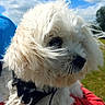 animal, being_held, close_up, clouds, collar, dog, fluffy, fur, grass, harness, long_hair, outdoor, park, pet, portrait, red_clothing, sky, small_dog, sunny, white_dog