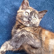 Lola joined the competition — help win amazing prizes! animal, blanket, blue, cat, cozy, curious, cute, ears, eyes, feline, fur, indoor, kitten, lying_down, paw, pet, playful, tortoiseshell, whiskers, young