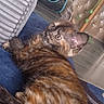 Lola is registered to the contest to win money with this photo: kitten, cat, tortoiseshell, feline, pet, indoor, cushion, blue, gray_pillow, fur, whiskers, ears, home, floor, cat_tunnel, curious, relaxed, animal, domestic, cozy