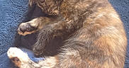 Lola joined the competition — help win amazing prizes! cat, kitten, sleeping, tortoiseshell, fur, pet, animal, cozy, blanket, blue, resting, cute, soft, paw, tail, domestic, feline, indoor, relaxing, sunlight