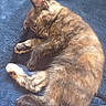 animal, blanket, blue, cat, cozy, cute, domestic, feline, fur, indoor, kitten, paw, pet, relaxing, resting, sleeping, soft, sunlight, tail, tortoiseshell