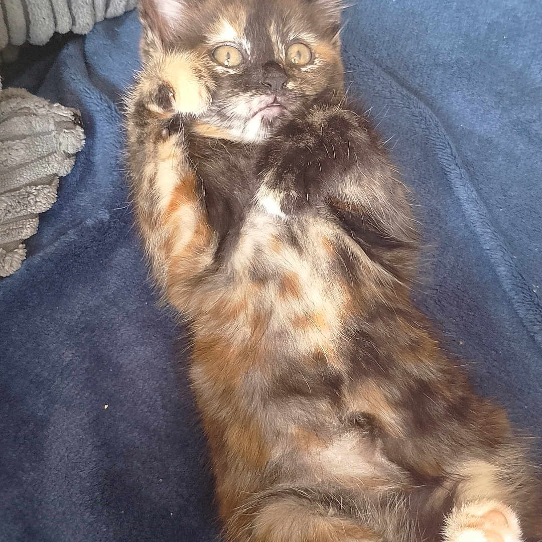 Lola