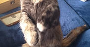 Lola is registered to the contest to win money with this photo: alert, animal, blue_couch, cat, curious, domestic_cat, ears, fur, furniture, home, indoor, kitten, paws, pet, playful, sitting, tail, tortoiseshell, whiskers, young_animal