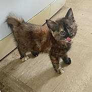 Lola joined the competition — help win amazing prizes! kitten, cat, tiled_floor, appliance, indoor, pet, young_animal, fur, curious, small, mammal, whiskers, ears, playful, domestic_animal, floor, looking_up, tongue_out, brown_fur, black_fur
