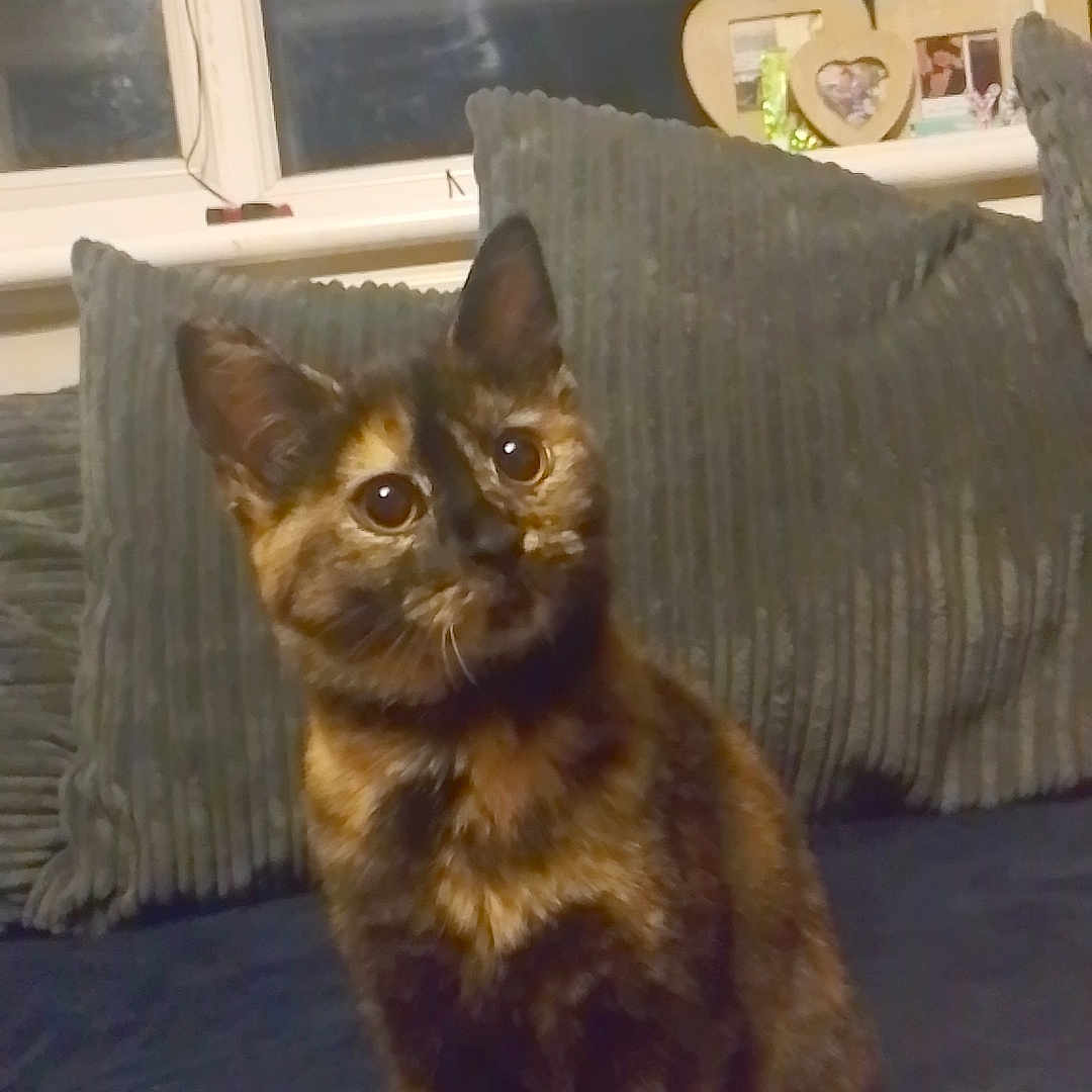 Lola