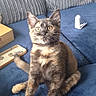 animal, blue, cat, couch, crossed_paws, curious, cushion, cute, domestic, ears, eyes, furniture, gray, home, indoor, kitten, pet, tortoiseshell_cat, whiskers, young