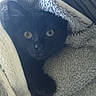 animal, black_cat, blanket, cozy, curious_eyes, cute, domestic_cat, feline, fur, indoor, kitten, pet, relaxed, resting, sleepy, snuggled, soft_texture, warm, wrapped, young_cat