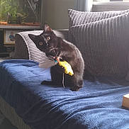 Luna is registered to the contest to win money with this photo: animal, black_cat, blanket, blue_blanket, couch, cozy, curtains, fish_tank, framed_photos, furniture, home, indoor, kitten, living_room, natural_light, pet, playful, striped_cushions, toy, window